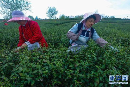 河南光山 種植茶葉富全村