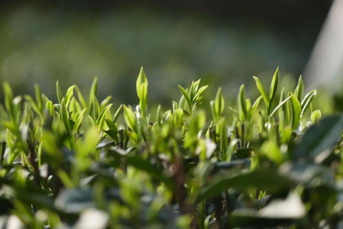 峨眉雪芽在人體內的健康路線 我們給你畫出來了
