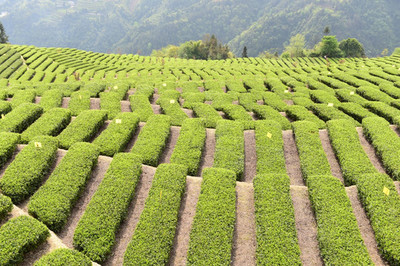 茶葉茶樹
