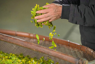 烏龍茶非遺傳承人劉金龍:借助抖音電商平臺力量,擦亮安溪鐵觀音金字招牌