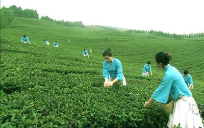 市面上很貴的茶葉,成本到底是多少錢?