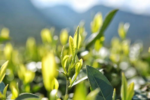 一襲茗香雪域來：雪域高原的茶葉種植之路