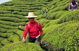 土苗茶鄉茶飄香：樹木種植經營之道