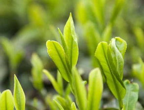 中國十大名茶與綠茶的益處及樹木種植經營