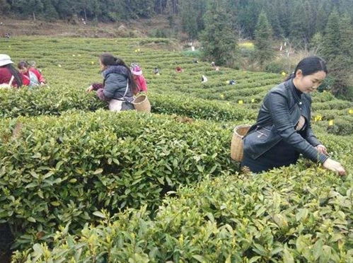 化處種茶 群眾的綠色提款機與幸福不動產