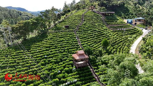 一片小葉子，長成大產業——樹木種植經營的綠色轉型之路
