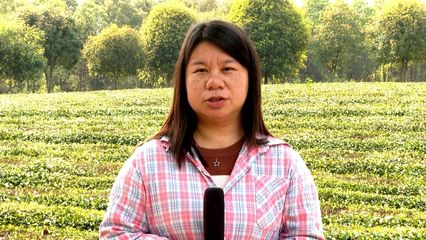 錦山茶廠 春來茶香飄山間，采茶制茶忙不停