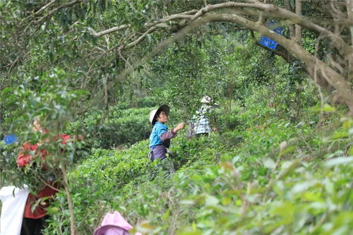 喜報 金壯帽杏香紅茶斬獲廣西十大古樹紅茶優秀品牌第一名