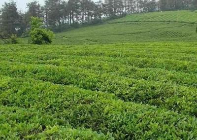 南陽桐柏玉葉茶 地理標志茶香的傳奇
