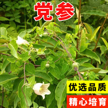 野生金花茶的樹木種植與經營策略