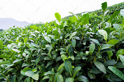 龍井茶茶園 茶葉種植的藝術與科學
