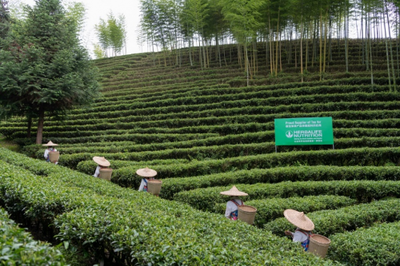 科學創新立足服務 康寶萊將繼續發力中國市場茶葉種植