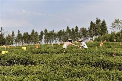 騰沖市高黎貢山茶葉婦聯 以茶葉為紐帶，連接企業與婦女的綠色朋友圈