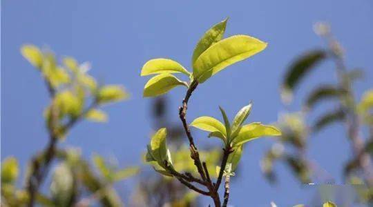 要素交易場所發展活力十足，樹木種植經營迎來新機遇