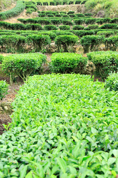 茶葉種植 從茶園到茶杯的文化與技藝