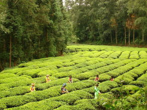 樂游秘境 云南臨滄副市長力薦三條精品樹木種植經營主題線路