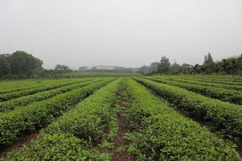 劉蔚深入實地調研我縣茶產業發展 種植現狀與未來展望