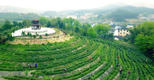 新洲自然與人文的交織之美 樹木種植經營的生態與產業魅力